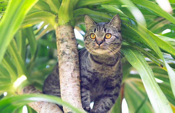 istock Siamese cat, tiger stripes, climbing a tree, on a tree, having fun, happy, in nature, male cat, curious, outdoors. 2228639251