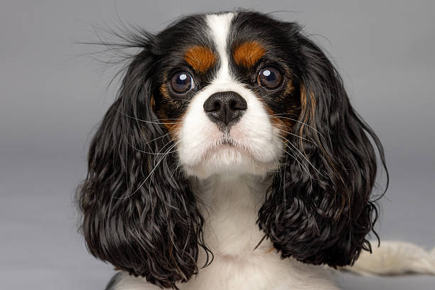 istock Cavalier King Charles Spaniel Close-Up on Gray Background 2228639427