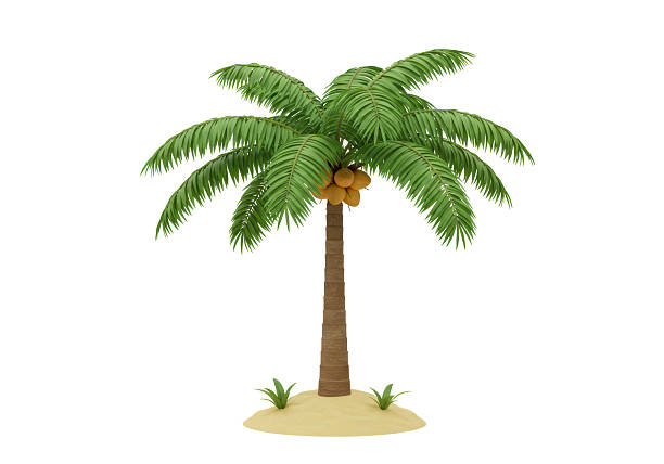 3D icon, Palm tree. 3D Rendering, 3D Illustration. Isolated on a white background.