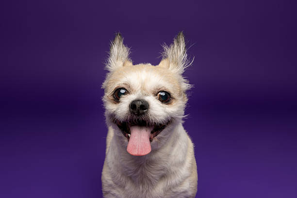 istock Excited Small Dog Close-Up on Purple Background 2228639636