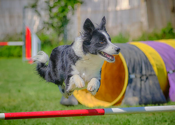 istock Adult border collie dog in agility competition 2228639708