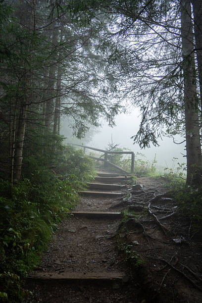 istock Stairway in a foggy forest. 2228639717
