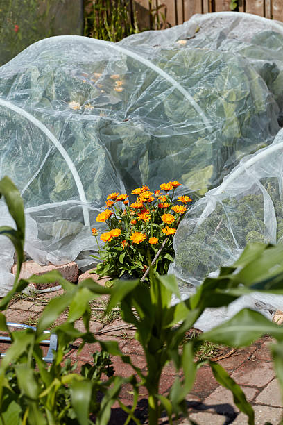istock Vibrant Calendula Flowers in a Garden with Protective Netting 2228640782