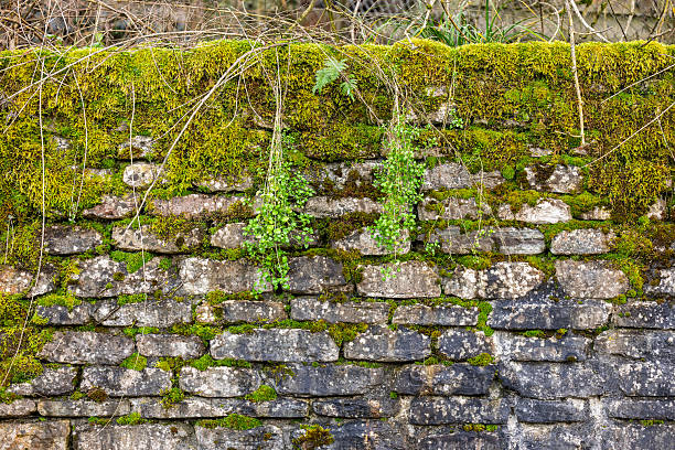 istock Stone fence overgrown with moss 2228640834