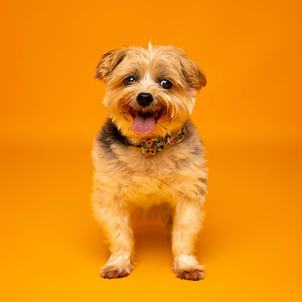 istock Small Fluffy Dog Sitting on Orange Background 2228641208