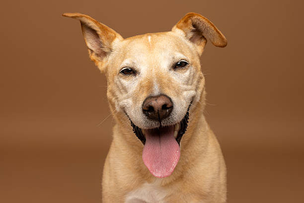 istock Happy Mixed Breed Dog Panting in Studio on Brown Background 2228641928