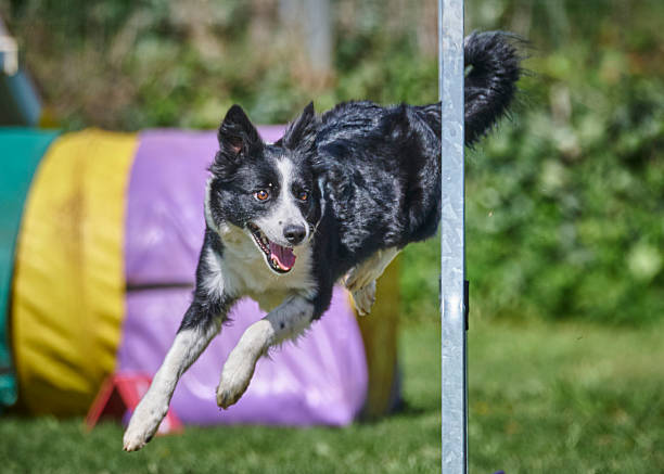 Adult Border Collie in an agility competition. Dog running out of the tube obstacle. Tunnel obstacle.