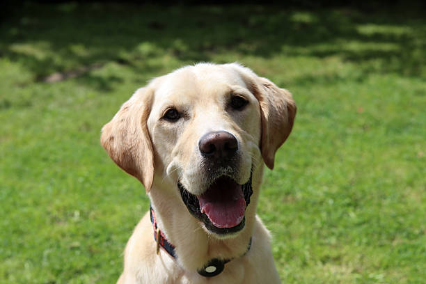 istock Cute dog closer up portrait 2228642972