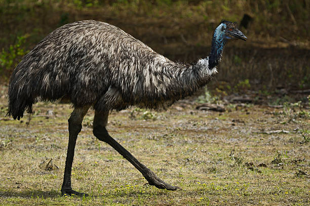 istock Wild Emu in Natural Habitat 2228643069