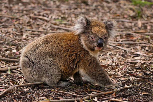 istock Curious Koala in Natural Habitat 2228643105