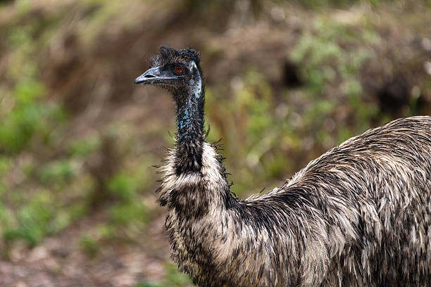 istock Close-Up Portrait of an Emu 2228643113