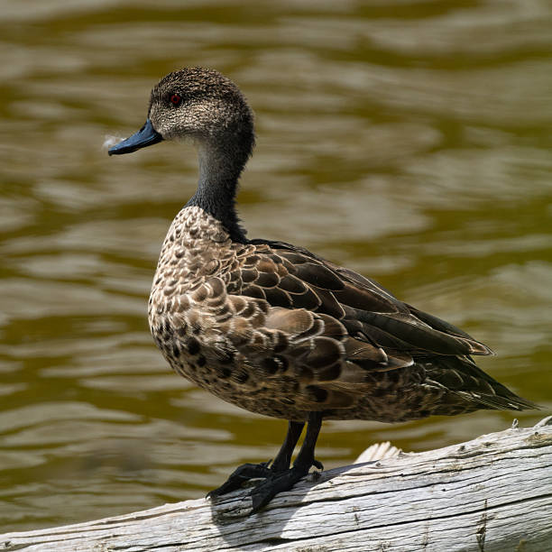 istock Female Chestnut Teal Perched on a Log 2228643137