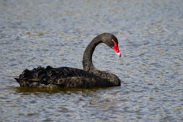 istock Graceful Black Swan on Tranquil Waters 2228643146