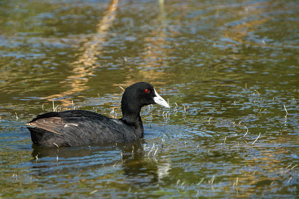 istock Australian Coot Gliding on Tranquil Waters 2228643163