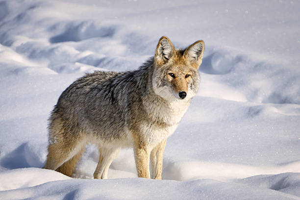 istock Coyote in Snowy Wilderness 2228643711