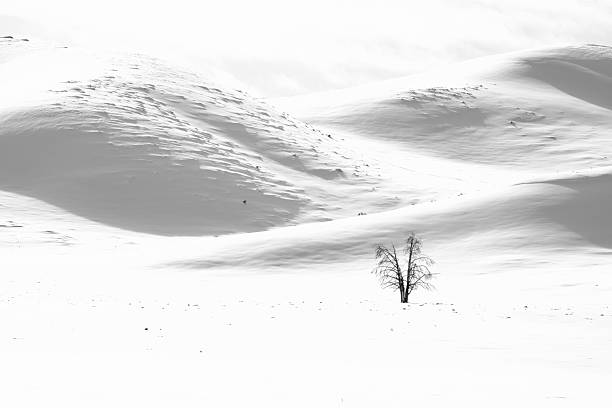istock Solitary Tree in a Snowy Landscape 2228643744