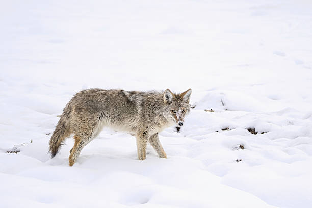 istock Coyote in Snowy Landscape 2228643806