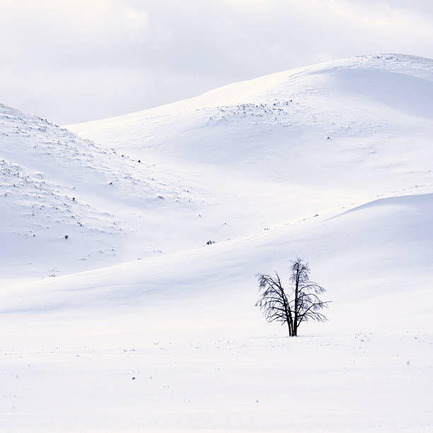 istock Solitary Tree in Snowy Landscape 2228643870