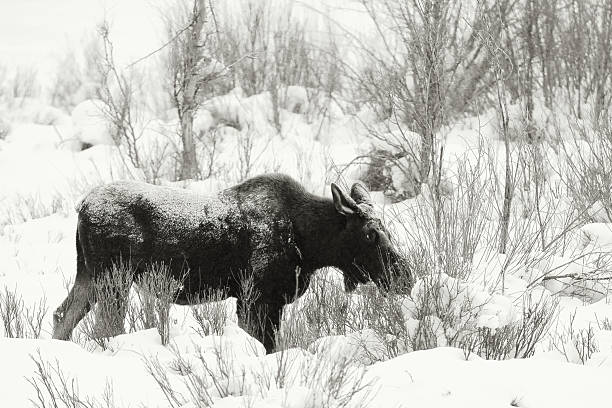 istock Moose in Snowy Winter Wilderness 2228644251