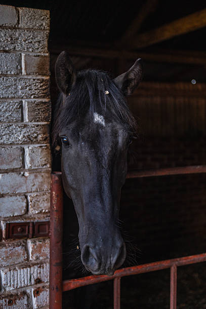 A closeup view of a majestic black horse gently leaning its head out from the stable. The image emphasizes the beauty and elegance of this marvelous animal, captured in a peaceful and rustic setting. Ideal for themes surrounding animals, agriculture, and equestrian life.