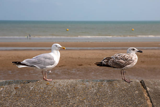 istock Two Gulls at the Beach in Dymchurch, Kent, UK 2228646319