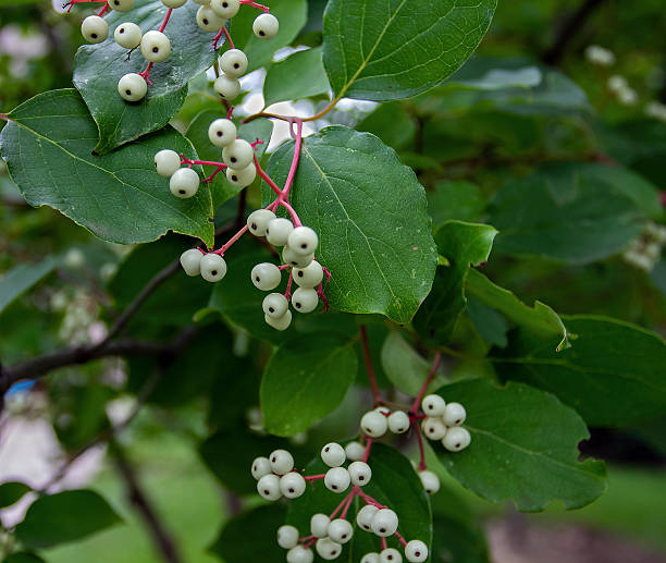 istock Gray Dogwood Berries 2228647881