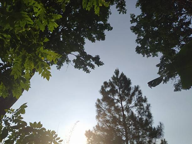 Low angle view of tress with cloudy sky background