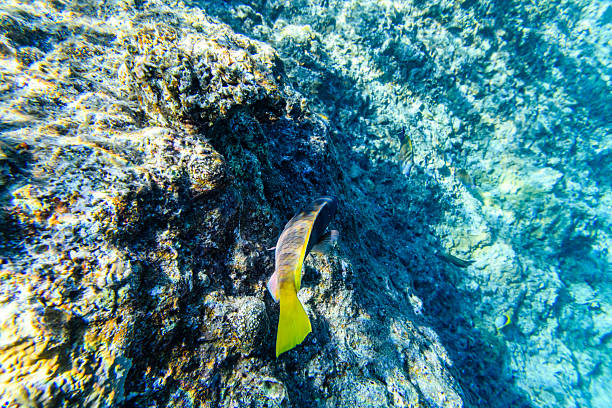 Parrotfish (scarus) at coral reef in a Red sea