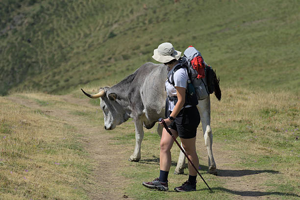 Walk alongside a traveler carrying a calf on their back through Cantabrias mountainous roads. An ox loads cargo as they journey together...