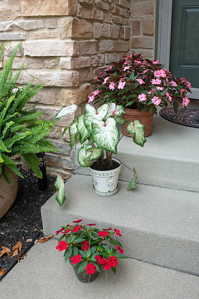 Potted Flowers and Plants on Steps stock photo