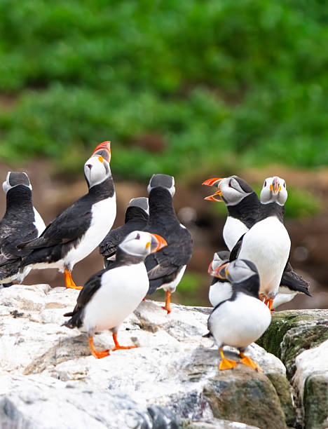 istock Puffins on clifftops on Inner Farne, Farne Islands, Northumberland, UK 2228650584