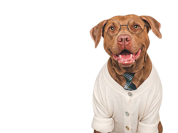 istock Cute dog, glasses, sweater and red tie. Studio shot 2228650821