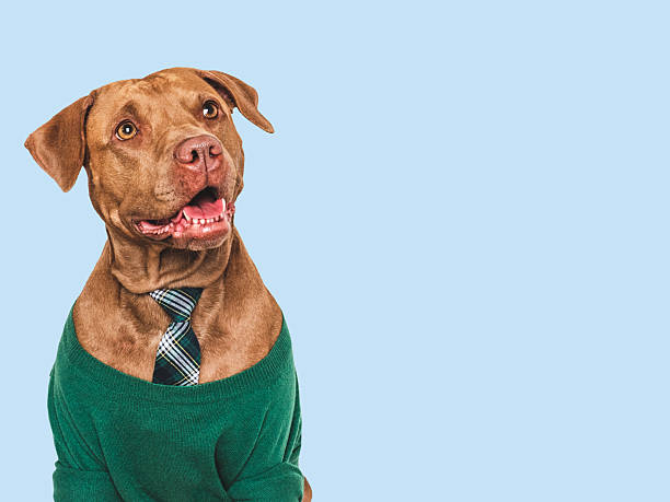 istock Cute dog, sweater and red tie. Studio shot 2228650840