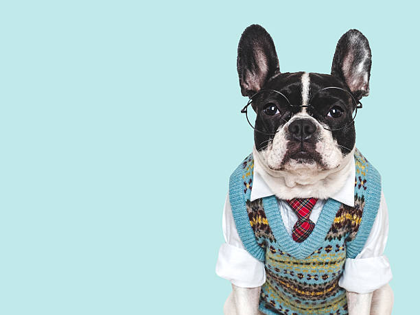 istock Cute puppy, glasses, vest and red tie. Studio shot 2228650857