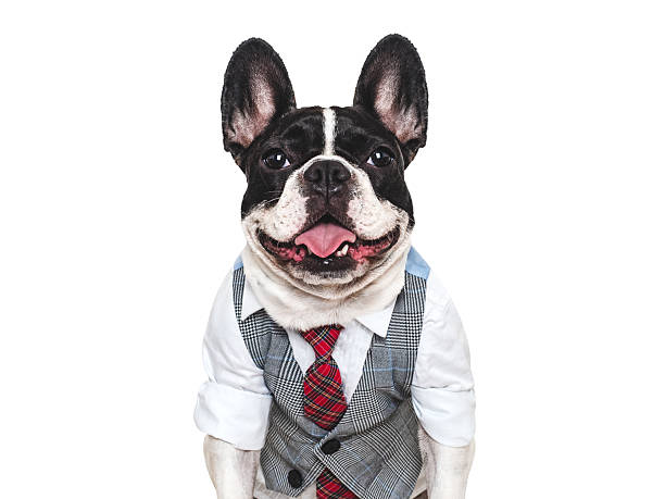 istock Cute puppy, wool vest and red tie. Studio shot 2228650877
