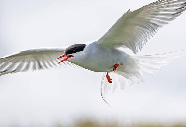 istock Arctic tern flying over Inner Farne, Farne Islands, Northumberland, UK 2228650939