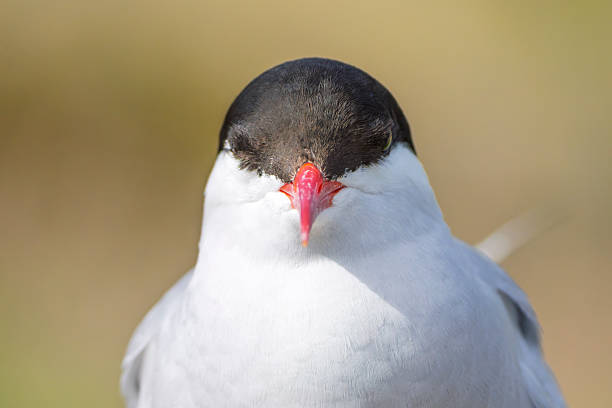 Arctic tern portrait on clifftops on Inner Farne, Farne Islands, Northumberland, UK