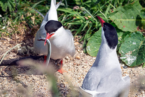 Arctic tern with sand eel near its chicks on clifftops on Inner Farne, Farne Islands, Northumberland, UK