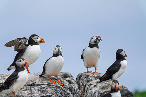 istock Puffins on clifftops on Inner Farne, Farne Islands, Northumberland, UK 2228651540
