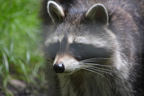 istock Close Up Of A Raccoon 2228652931