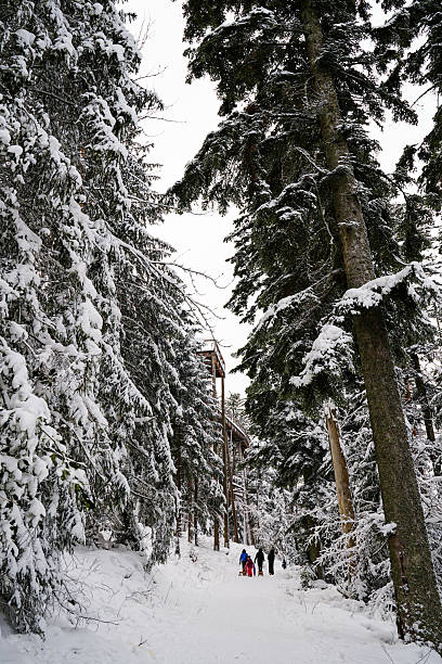 Winter forest landscape in the Black Forest (Schwarzwald), Germany. The scene shows snow-covered fir trees, quiet nature, and deep layers of fresh snow. A peaceful moment in cold weather, ideal for themes like winter wonderland, nature stillness, eco-tourism, and seasonal mood. Typical European forest scenery during winter months.