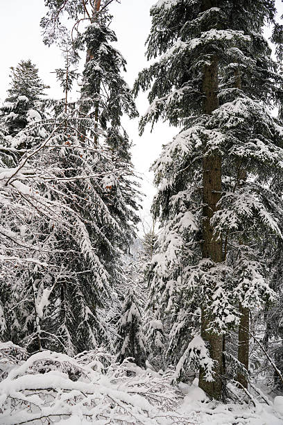 istock Snow winter coming to the wonderful forest 2228654856