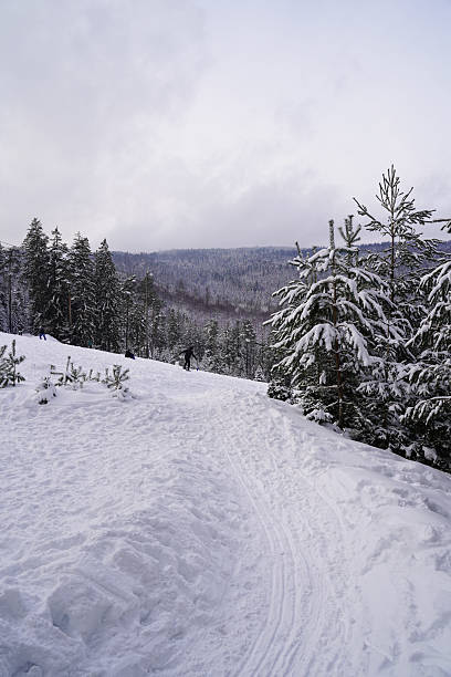 Winter forest landscape in the Black Forest (Schwarzwald), Germany. The scene shows snow-covered fir trees, quiet nature, and deep layers of fresh snow. A peaceful moment in cold weather, ideal for themes like winter wonderland, nature stillness, eco-tourism, and seasonal mood. Typical European forest scenery during winter months.