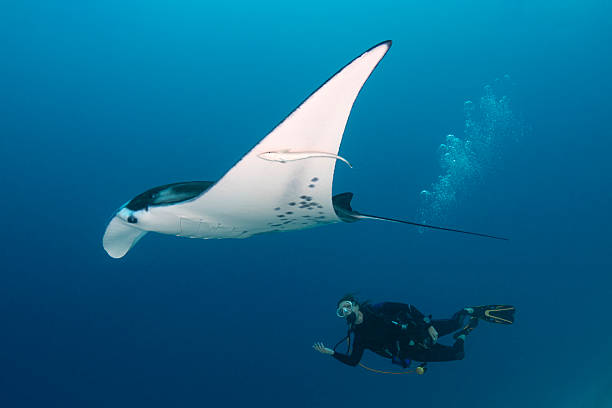 istock The Manta Ray and a female diver - Palau, Micronesia 2228654981