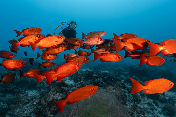 Shoal of fishes in the Mediterranean sea composed by salema porgy underwater near water surface, Benidorm, Spain. Travel, underwater concept