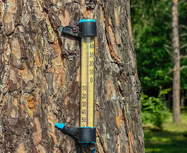 istock A thermometer on a tree trunk displays the current temperature on a warm, sunny day in a forest. 2228655013