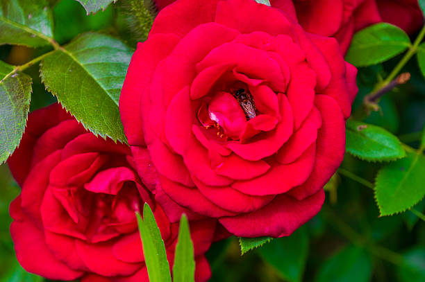 Insetto apidae  sulla rosa