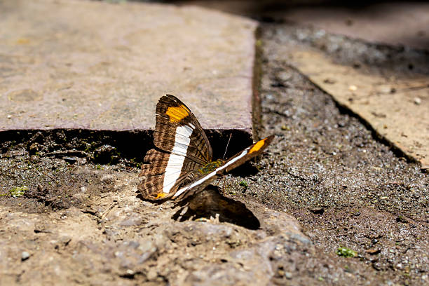 istock Butterfly resting on the floor 2228658771