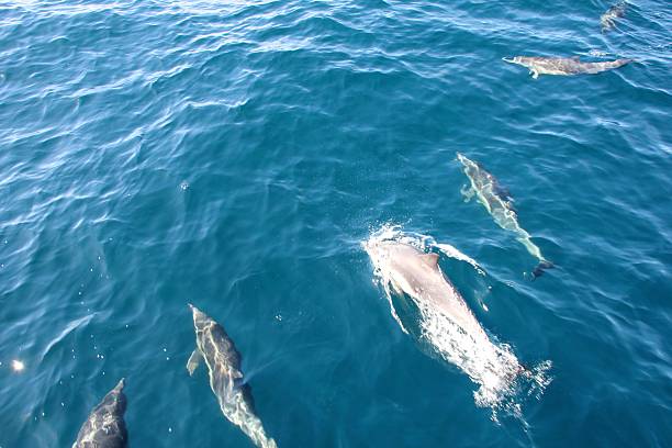 istock Dolphins swimming in the Pacific Ocean 2228661732