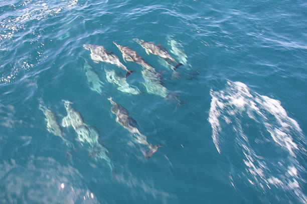istock Dolphins swimming in the Pacific Ocean 2228661752